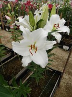 [4504 PO92 LUN 4256 No01.JPG]